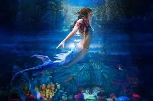 Aquarium Paradise